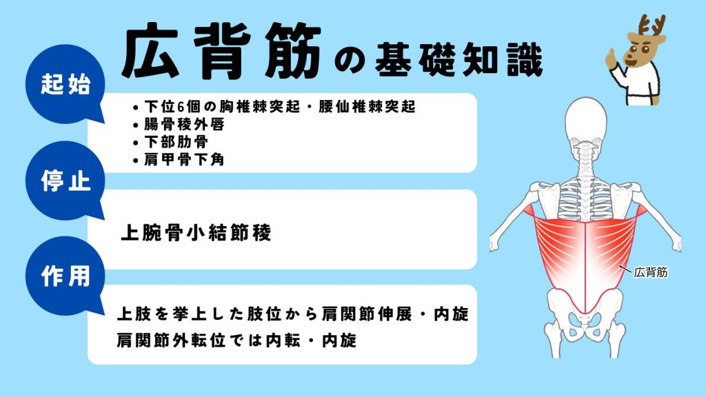 広背筋の起始、停止、作用