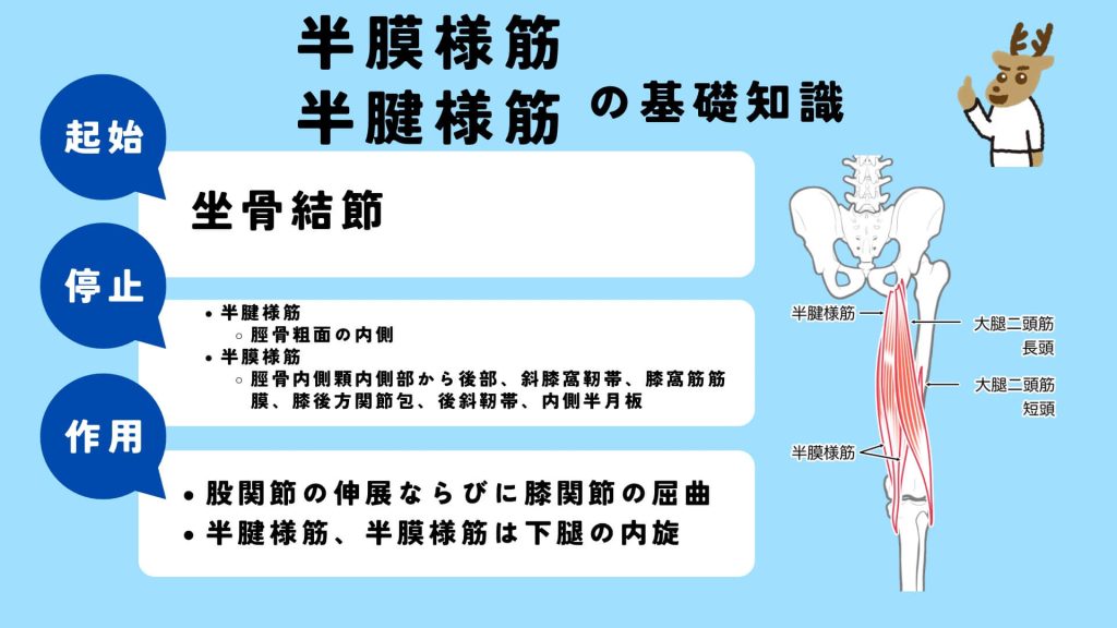 半膜様筋、半腱様筋の起始、停止、作用