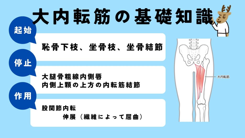 大内転筋の起始、停止、作用