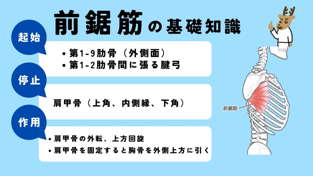 前鋸筋の起始、停止、作用