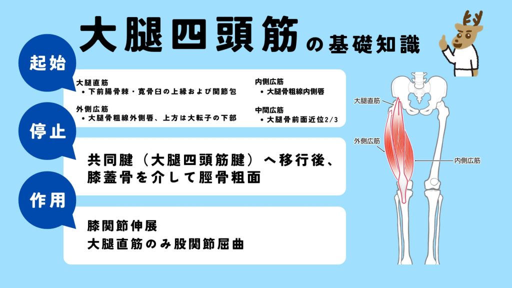 大腿四頭筋の起始、停止、作用