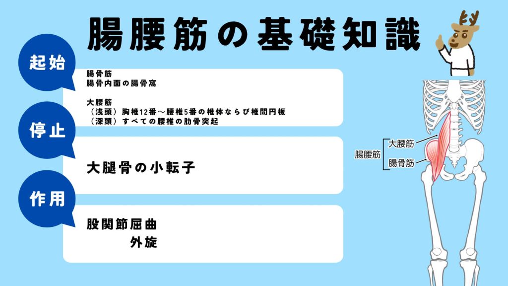 腸腰筋の起始、停止、作用