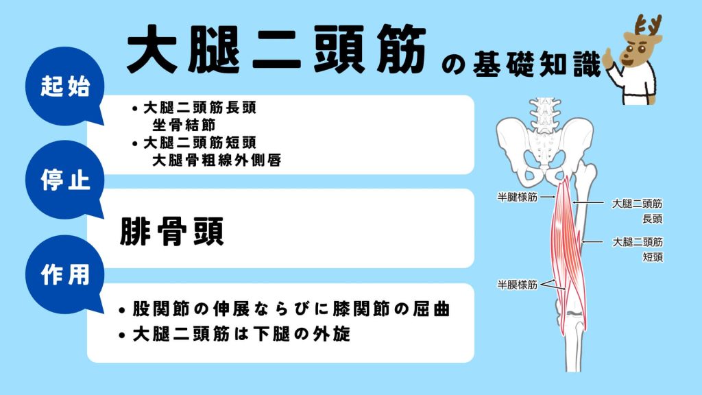 大腿二頭筋の起始、停止、作用