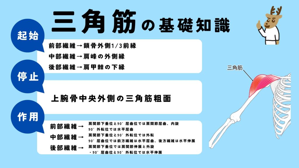 三角筋の起始、停止、作用