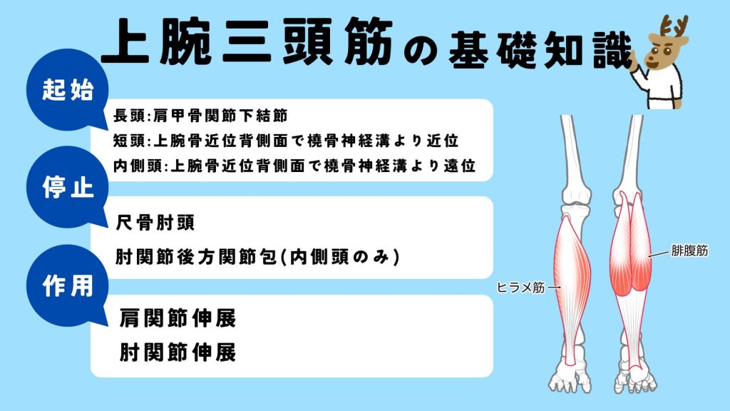 上腕三頭筋の起始、停止、作用