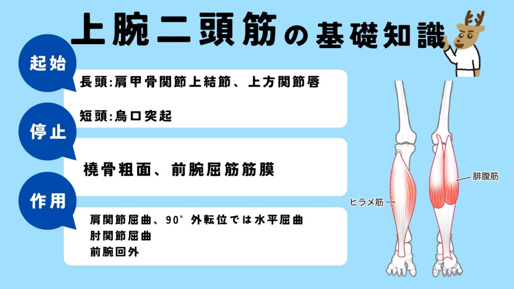 上腕二頭筋の起始、停止、作用