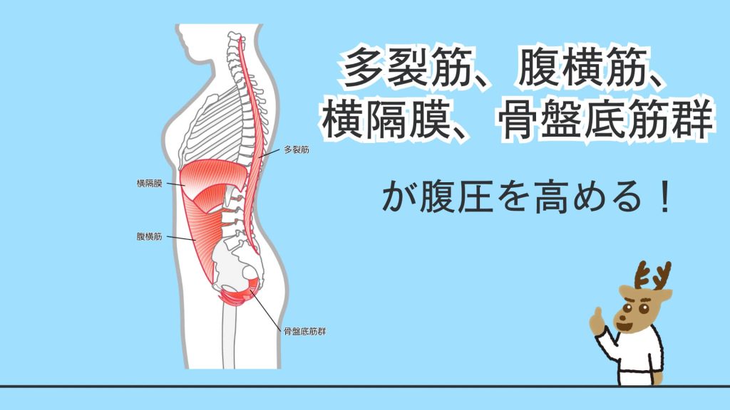 腹圧に関わる筋肉