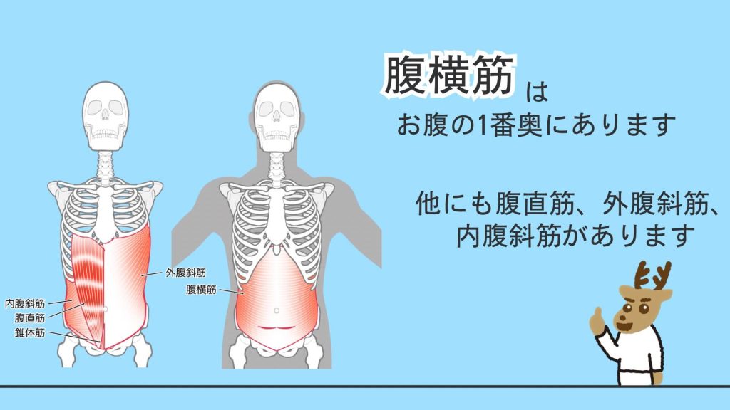 腹横筋の他にも腹筋はあります